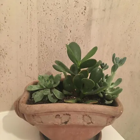 Casa E Risorgimento Apartamento Pisa