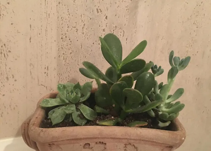 Casa E Risorgimento Apartament Piza